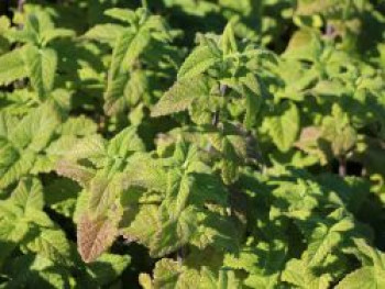 Gamander &#8218;Purple Tails&#8216;, Teucrium hyrcanicum &#8218;Purple Tails&#8216;, Topfware