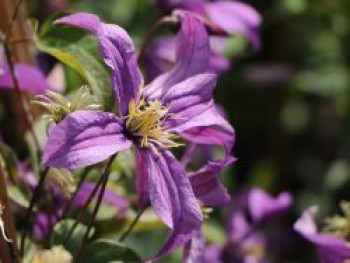 Ganzblatt-Waldrebe &#8218;Blue Cover&#8216;, Clematis integrifolia &#8218;Blue Cover&#8216;, Containerware