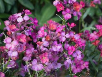 Goldlack &#8218;Constant Cheer&#8216;, Erysimum cheiri &#8218;Constant Cheer&#8216;, Topfware