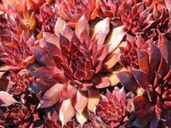 Garten-Hauswurz 'Dark Beauty', Sempervivum x cultorum 'Dark Beauty', Topfware