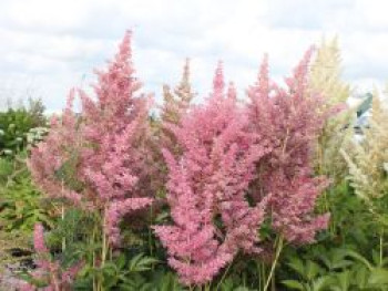 Prachtspiere &#8218;Rheinland&#8216;, Astilbe japonica &#8218;Rheinland&#8216;, Topfware