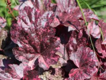 Garten-Silberglöckchen &#8218;Midnight Rose&#8216;, Heuchera micrantha &#8218;Midnight Rose&#8216;, Topfware