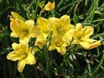 Garten Taglilie &#8218;Green Flutter&#8216;, Hemerocallis x cultorum &#8218;Green Flutter&#8216;, Topfware