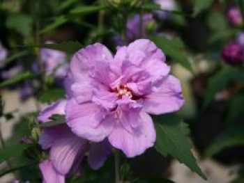 Garteneibisch 'Ardens', 40-60 cm, Hibiscus syriacus 'Ardens', Containerware