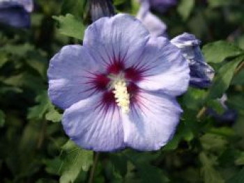 Garteneibisch &#8218;Blue Bird&#8216; / &#8218;Oiseau Bleu&#8216;, 40-60 cm, Hibiscus syriacus &#8218;Blue Bird&#8216; / &#8218;Oiseau Bleu&#8216;, Containerware