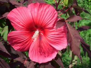 Sumpfeibisch Carousel ® 'Pink Passion', Hibiscus moscheutos Carousel ® 'Pink Passion', Topfware