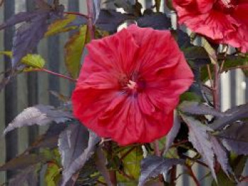 Sumpfeibisch Carousel ® 'Red Wine', Hibiscus moscheutos Carousel ® 'Red Wine', Topfware