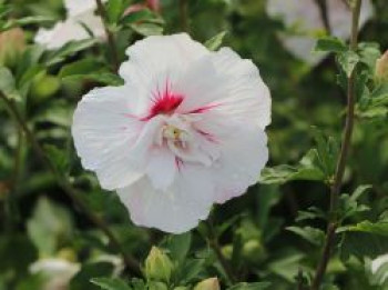 Garteneibisch 'China Chiffon' ®, 100-125 cm, Hibiscus syriacus 'China Chiffon' ®, Containerware