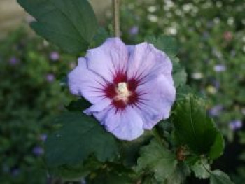 Garteneibisch &#8218;Coelestis&#8216;, 40-60 cm, Hibiscus syriacus &#8218;Coelestis&#8216;, Containerware