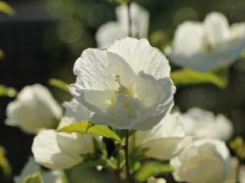 Garteneibisch 'Diana', 40-60 cm, Hibiscus syriacus 'Diana', Containerware