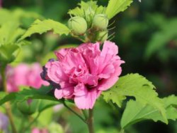 Garteneibisch 'Duc de Brabant', 100-125 cm, Hibiscus syriacus 'Duc de Brabant', Containerware