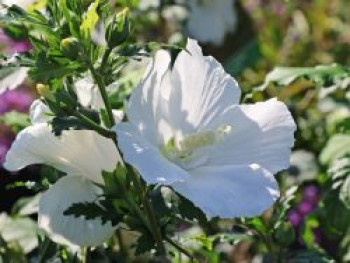 Garteneibisch &#8218;Eleonore&#8216;, 40-60 cm, Hibiscus syriacus &#8218;Eleonore&#8216;, Containerware