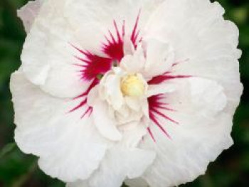 Garteneibisch FIRST EDITIONS ® 'BALI' ®, Hibiscus syriacus FIRST EDITIONS ® 'BALI' ®, Topfware