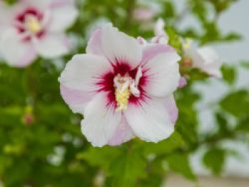 Garteneibisch FIRST EDITIONS ® 'Fiji', Hibiscus syriacus FIRST EDITIONS ® 'Fiji', Topfware