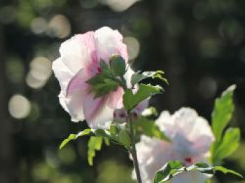 Garteneibisch &#8218;French Cabaret® Pastel&#8216;, 60-80 cm, Hibiscus syriacus &#8218;French Cabaret® Pastel&#8216;, Containerware