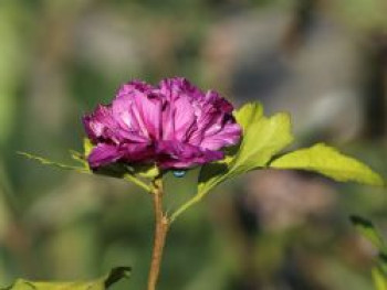 Garteneibisch 'French Cabaret ® Purple', 40-60 cm, Hibiscus syriacus 'French Cabaret ® Purple', Containerware