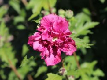 Garteneibisch &#8218;French Cabaret ® Red&#8216;, 30-40 cm, Hibiscus syriacus &#8218;French Cabaret ® Red&#8216;, Containerware