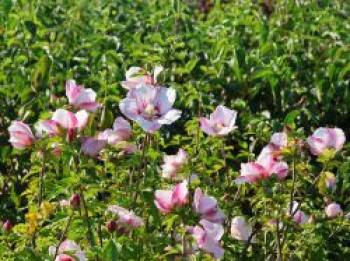 Garteneibisch &#8218;Hamabo&#8216;, 30-40 cm, Hibiscus syriacus &#8218;Hamabo&#8216;, Containerware