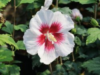 Garteneibisch 'Helene' / 'Helena', 40-60 cm, Hibiscus syriacus 'Helene' / 'Helena', Containerware