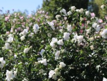 Garteneibisch 'Jeanne d' Arc', 40-60 cm, Hibiscus syriacus 'Jeanne d'Arc', Containerware