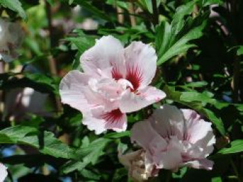 Garteneibisch 'Lady Stanley', 40-60 cm, Hibiscus syriacus 'Lady Stanley', Containerware