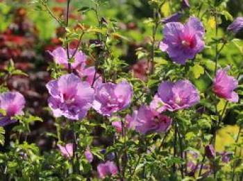 Garteneibisch 'Lavender Chiffon' ®, 100-125 cm, Hibiscus syriacus 'Lavender Chiffon' ®, Containerware