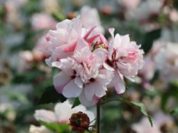 Garteneibisch 'Leopoldii', 100-125 cm, Hibiscus 'Leopoldii', Containerware