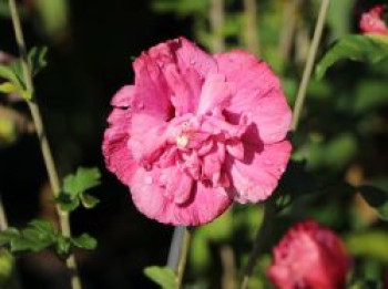 Garteneibisch 'Magenta Chiffon', 30-40 cm, Hibiscus syriacus 'Magenta Chiffon', Containerware