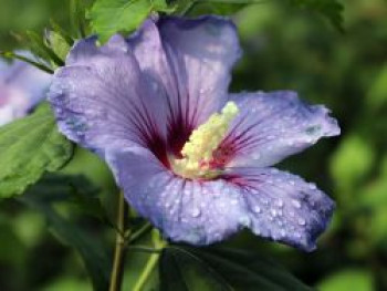 Garteneibisch 'Marina', 40-60 cm, Hibiscus syriacus 'Marina', Containerware