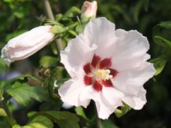 Garteneibisch 'Mathilda', 40-60 cm, Hibiscus syriacus 'Mathilda', Containerware