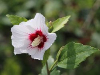 Garteneibisch 'Monstrosus', 40-60 cm, Hibiscus syriacus 'Monstrosus', Containerware