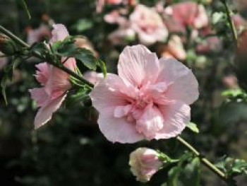 Garteneibisch 'Pink Chiffon' ®, 40-60 cm, Hibiscus syriacus 'Pink Chiffon' ®, Containerware