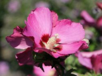 Garteneibisch 'Pink Giant' ®, 40-60 cm, Hibiscus syriacus 'Pink Giant' ®, Containerware