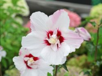 Garteneibisch 'Pinky Spot', 40-60 cm, Hibiscus 'Pinky Spot', Containerware