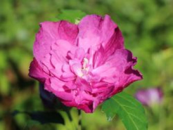 Garteneibisch 'Purple Ruffles' ®, 40-60 cm, Hibiscus syriacus 'Purple Ruffles' ®, Containerware