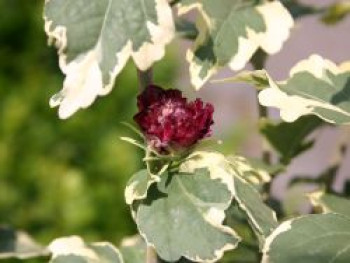 Garteneibisch &#8218;Purpureus Variegatus&#8216;, 30-40 cm, Hibiscus &#8218;Purpureus Variegatus&#8216;, Containerware