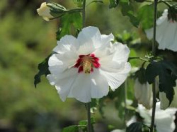 Garteneibisch 'Red Heart', 30-40 cm, Hibiscus syriacus 'Red Heart', Containerware