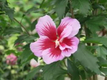 Garteneibisch / Roseneibisch &#8218;Flower Tower Purple&#8216;, 60-80 cm, Hibiscus syriacus &#8218;Flower Tower Purple&#8216;, Containerware