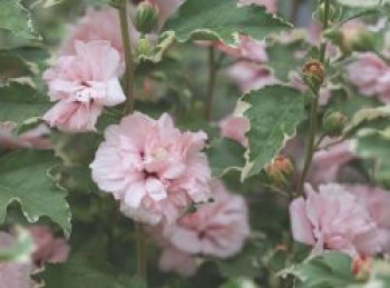 Garteneibisch / Roseneibisch &#8218;Sugar Tip ®&#8216; Rose of Sharon, 40-60 cm, Hibiscus syriacus &#8218;Sugar Tip ®&#8216; Rose of Sharon, Containerware