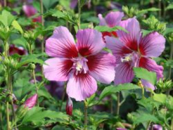 Garteneibisch 'Russian Violet' ®, 40-60 cm, Hibiscus syriacus 'Russian Violet' ®, Containerware