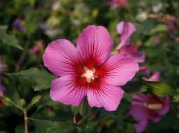 Garteneibisch 'Silke', Hibiscus syriacus 'Silke', Topfware