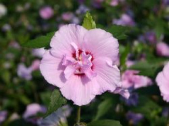 Garteneibisch 'Souvenir de Charles Breton', 40-60 cm, Hibiscus syriacus 'Souvenir de Charles Breton', Containerware