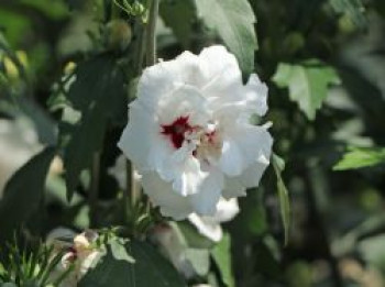 Garteneibisch 'Speciosus', 40-60 cm, Hibiscus syriacus 'Speciosus', Containerware