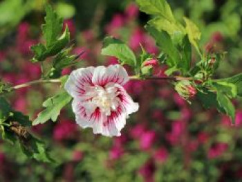 Garteneibisch &#8218;Starbust Chiffon&#8216;, 40-60 cm, Hibiscus syriacus &#8218;Starbust Chiffon&#8216;, Containerware