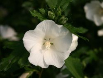 Garteneibisch 'Totus Albus', 40-60 cm, Hibiscus syriacus 'Totus Albus', Containerware