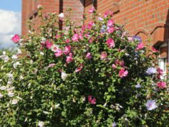 Garteneibisch 'Tricolor', Stamm 40-50 cm, 60-80 cm, Hibiscus syriacus  'Tricolor' - 3 verschiedene Blüten, Stämmchen