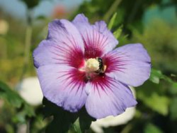 Garteneibisch &#8218;Ultramarine&#8216; ®, 40-60 cm, Hibiscus &#8218;Ultramarine&#8216; ®, Containerware