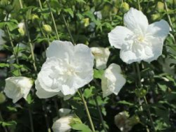 Garteneibisch 'White Chiffon' ®, 40-60 cm, Hibiscus syriacus 'White Chiffon' ®, Containerware