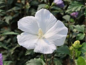 Garteneibisch 'William R. Smith', 40-60 cm, Hibiscus syriacus 'William R. Smith', Containerware