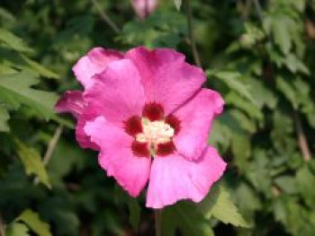 Garteneibisch &#8218;Woodbridge&#8216;, 40-60 cm, Hibiscus syriacus &#8218;Woodbridge&#8216;, Containerware